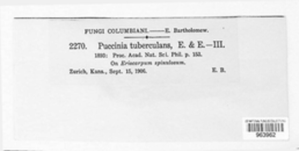 Puccinia tuberculans image